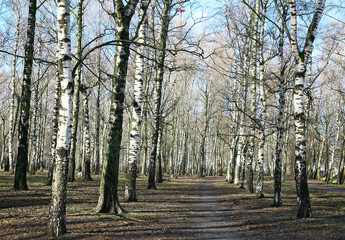 Morning in the spring birch city park