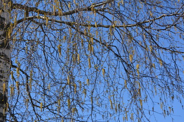 Ветви березы с почками на фоне голубого неба