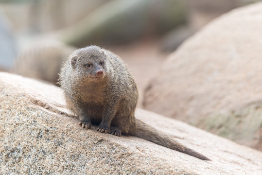 Herpestes (mongoose family)