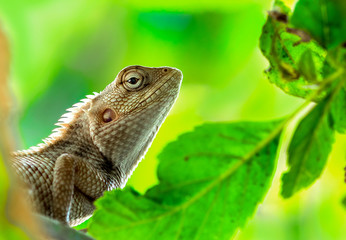 Bearded dragon lizard in nature