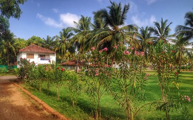 Rest at South Goa. Palm garden