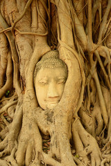 Buddha head encased in tree roots,Thailand
