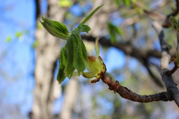 Ветка каштаного дерева. Весна © Umm Leena