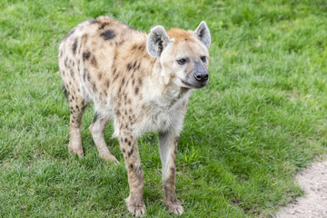 Spotted hyena