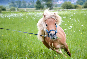 Pony horse on a leash is galloping on the meadow