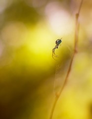Spider in nature