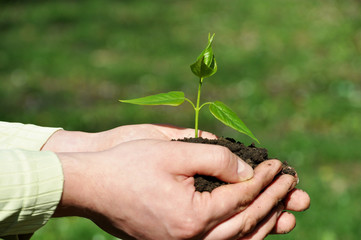 Hands holding green sapling with soil