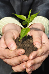 Hands holding green sapling with soil