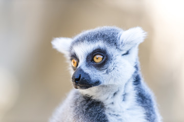 A close-up portrait of ring-tailed lemur (catta). Madagascar. 
