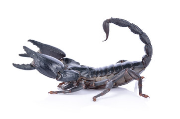 scorpion