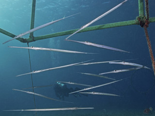 Fototapeta premium Group of Cornetfish (Fistularia commersonii)