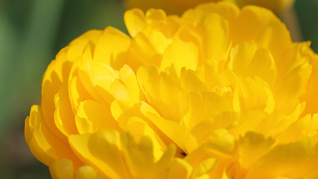 Dehiscent yellow tulip bud. Macro bacground