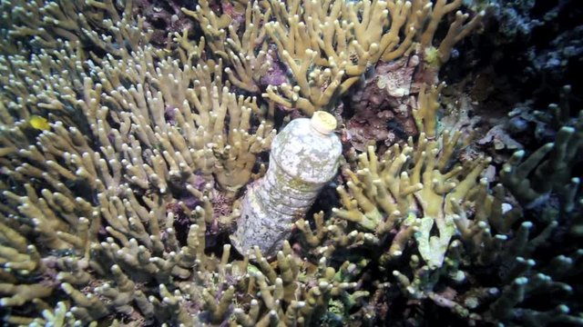 Plastic bottle discarded into ocean and sitting amongst coral reef in Manokwari Harbor, West Papua 