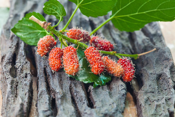 Mulberry fruit on wooden background. Selective