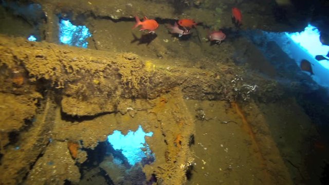 Soldierfish (Holocentridae) inside a shipwreck in Manokwari Harbor, West Papua 