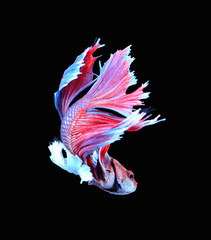 Red and blue siamese fighting fish, betta fish isolated on black