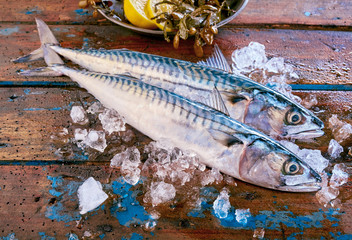 Mackerel fish on ice with copy space