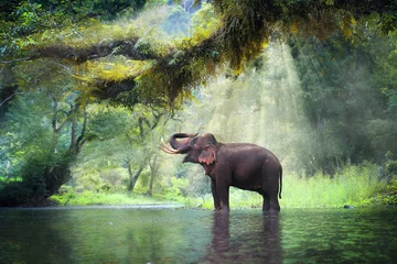 Fototapeten Wilder Elefant im schönen Wald in der Provinz Kanchanaburi in Thailand (mit Freistellungspfad) © goodze