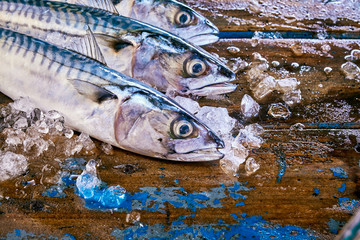 Three mackerel fish heads surrounded by ice