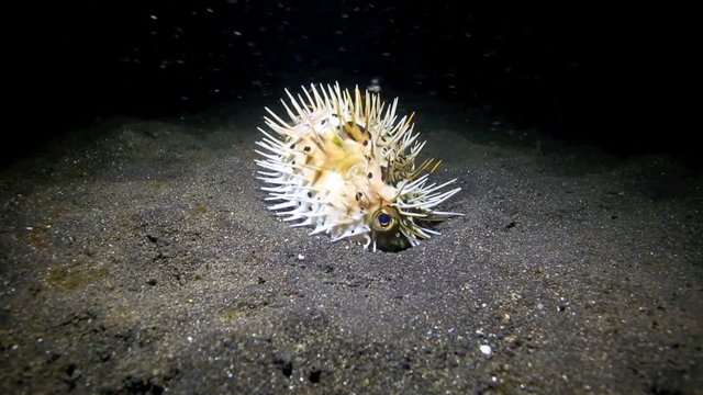 Porcupinefish with head buried in the sand, underwater night dive in Lembeh Island, Sulawesi 