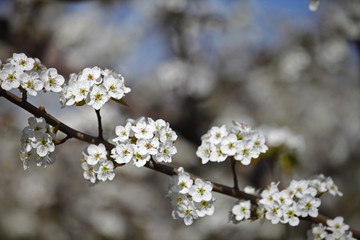 Pear flower