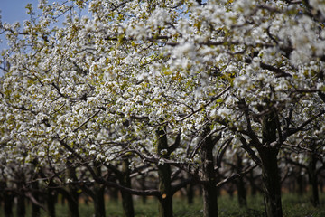 Pear flower