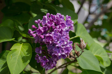 Lilac flowers