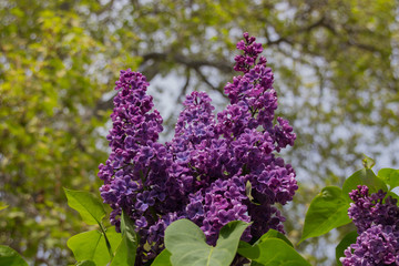 Lilac flowers