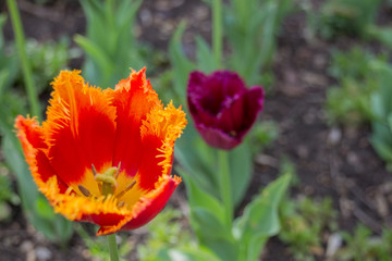 Obraz premium Red and yellow tulips
