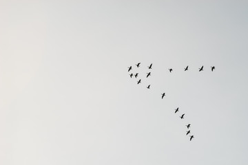 Flock of migrating birds