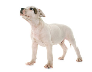puppy american bulldog