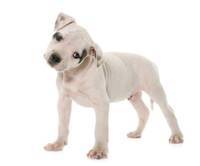 puppy american bulldog