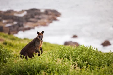 Zelfklevend Fotobehang Kangoeroe Kangoeroe in het gras. Kangaroo Island, Australië