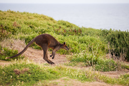 Kangaroo in the grass. Kangaroo Island, Australia
