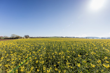 Obraz premium rapsfeld