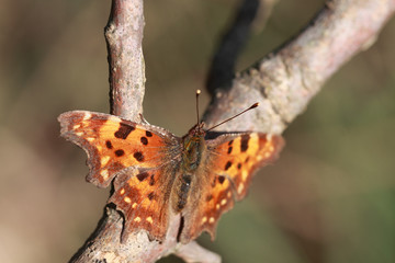 Butterfly sitting on a branch wings spread