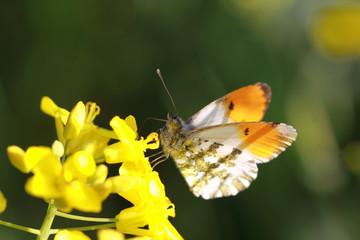 Butterfly sitting on a branch wings spread