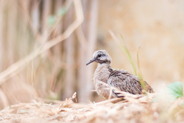 Baby spotted doves on the ground