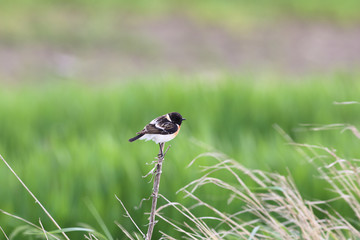 Lone Chakan is sitting on a dry blade of grass sideways to the camera
