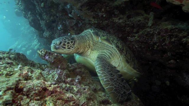 Giant green sea turtle resting in reef wall underwater in Bunaken Island, Sulawesi 