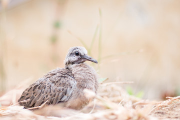 Baby spotted doves on the ground
