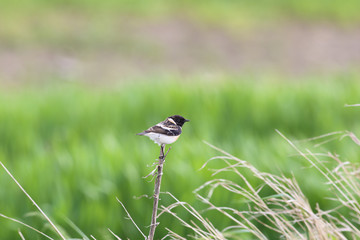 Clouds over the rapeseed field