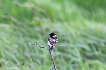 Stonechat. He sits on a dry blade of grass and looks back