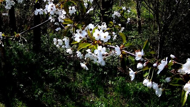 Kirschenbl&uuml;te in Deutschland
