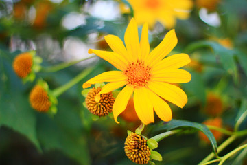 Tree marigold, Mexican tournesol, Mexican sunflower, Japanese sunflower, Nitobe chrysanthemum