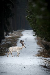 Very rare white fallow deer on the road/white fallow deer on the road
