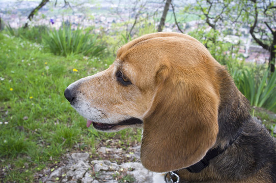 Beagle profile