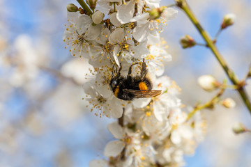 hummel an kirschblüte
