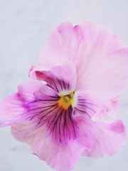 Stiefmütterchen-Makro in blau