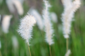 Obraz premium Beautiful of white grass and green grass